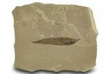 Fossil Leaf (Cedrelospermum) - Green River Formation, Utah #334315-1